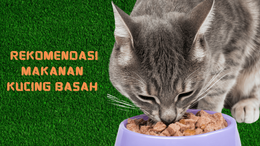 4 Rekomendasi Makanan Kucing Basah Dewasa