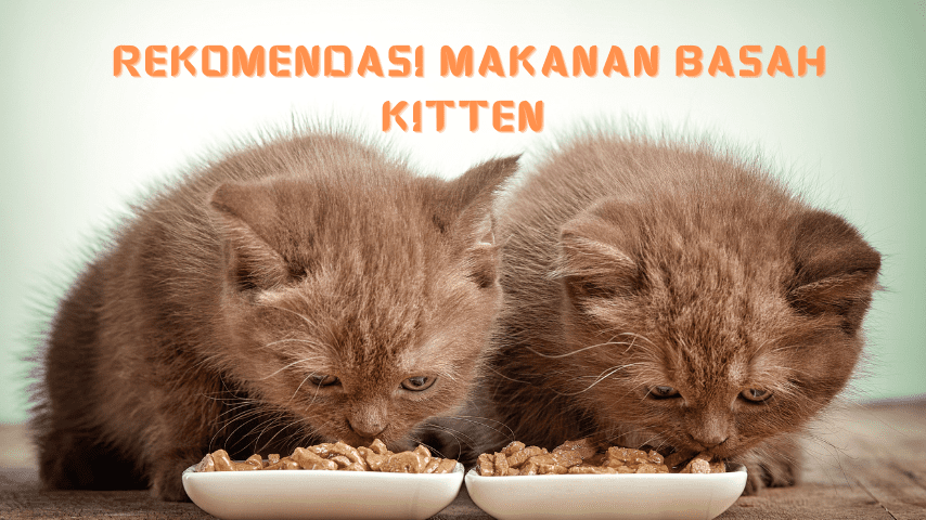 makanan basah untuk kitten