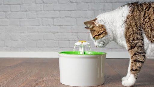 Rekomendasi 6 Tempat Minum Kucing Air Mancur yang Kucing Suka Minum