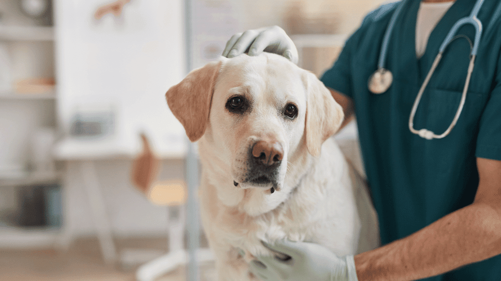 Daftar Alamat Klinik Dokter Hewan Gianyar
