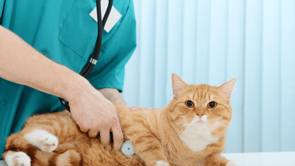 Daftar Alamat Klinik dan Dokter Hewan Bantul