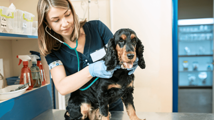 dokter hewan surabaya