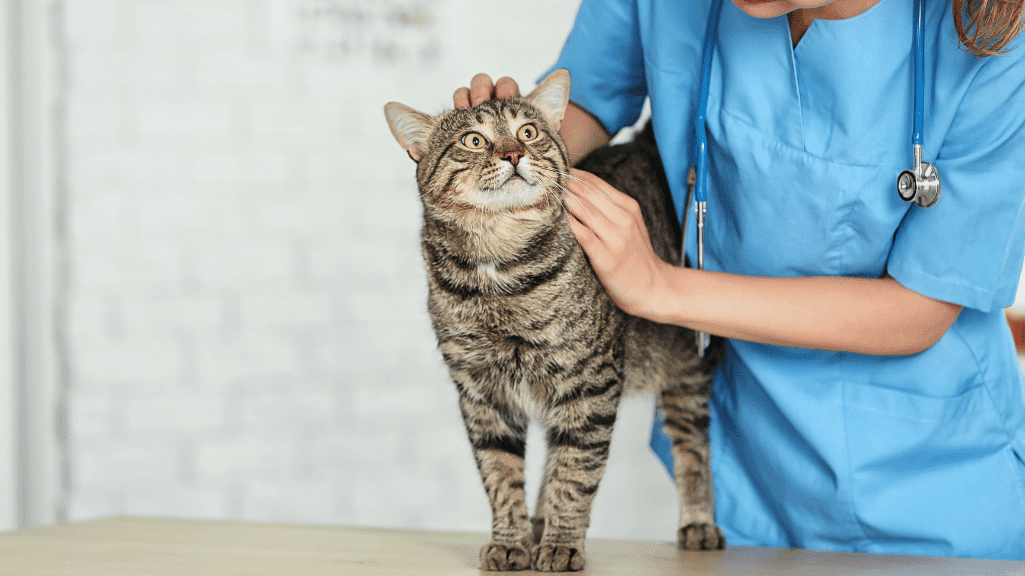 Daftar Klinik Dokter Hewan Padang