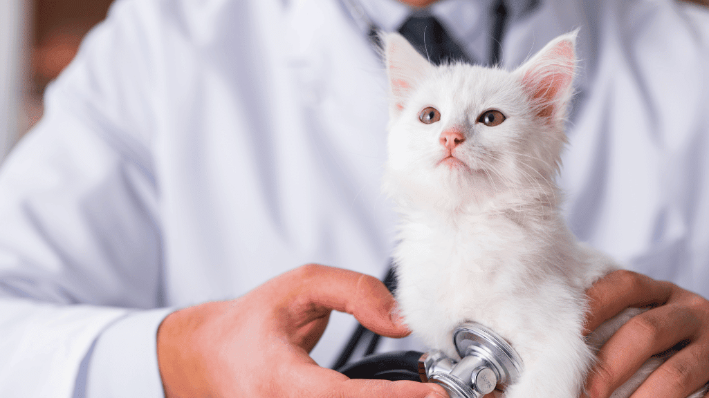 Daftar Klinik Dokter Hewan Pontianak