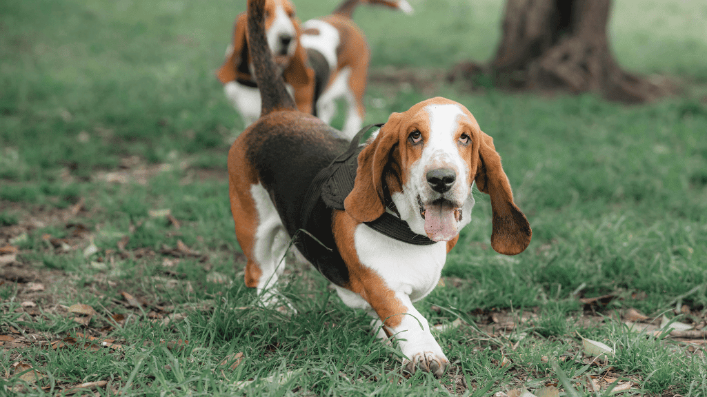 Mengenal Anjing Basset Hound: Si Pelacak Pendiam dengan Telinga Panjang dan Hidung Tajam
