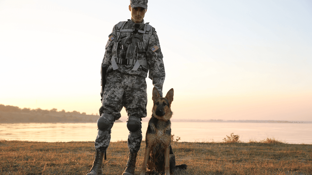 Mengenal Anjing German Shepherd: Si Pintar Serbaguna dari Dunia Kepolisian