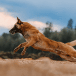 anjing belgian malinois