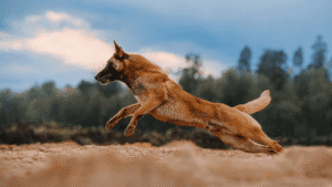 anjing belgian malinois