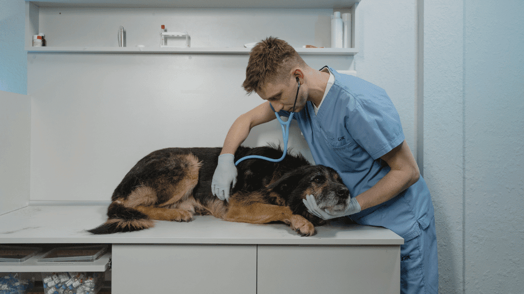 Dokter Hewan Mataram