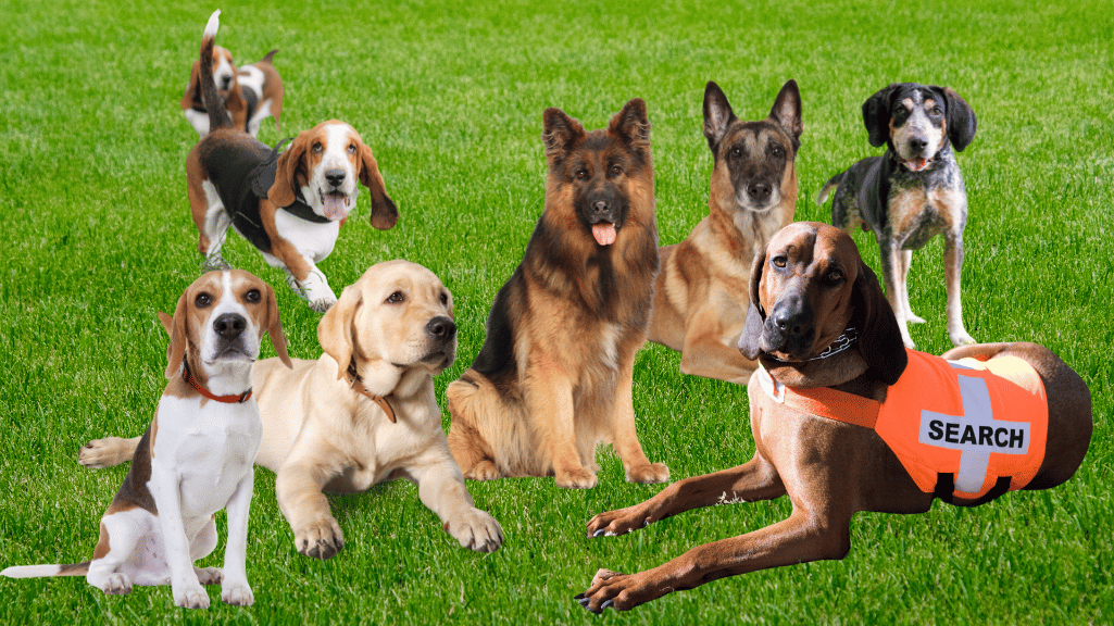 jenis anjing pelacak