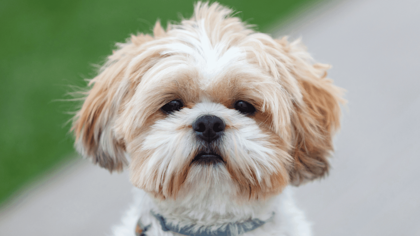 anjing shih tzu