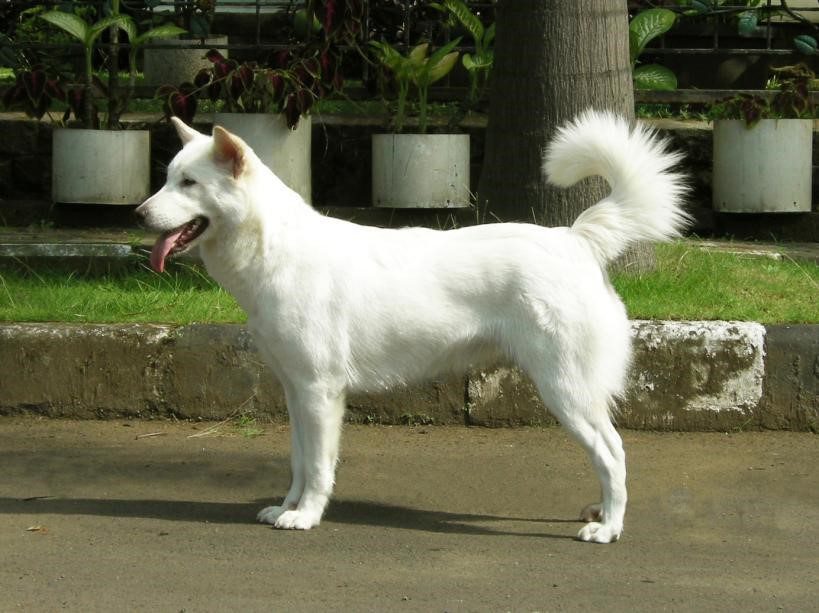 Mengenal Anjing Kintamani, Prilaku dan Cara Merawatnya