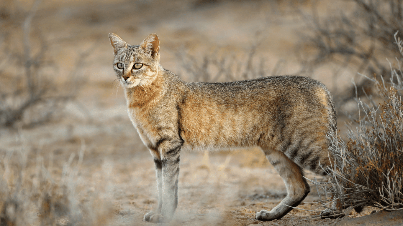 habitat, makanan, aktivitas, dan karakteristik kucing