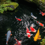 Pompa Celup Kolam Ikan