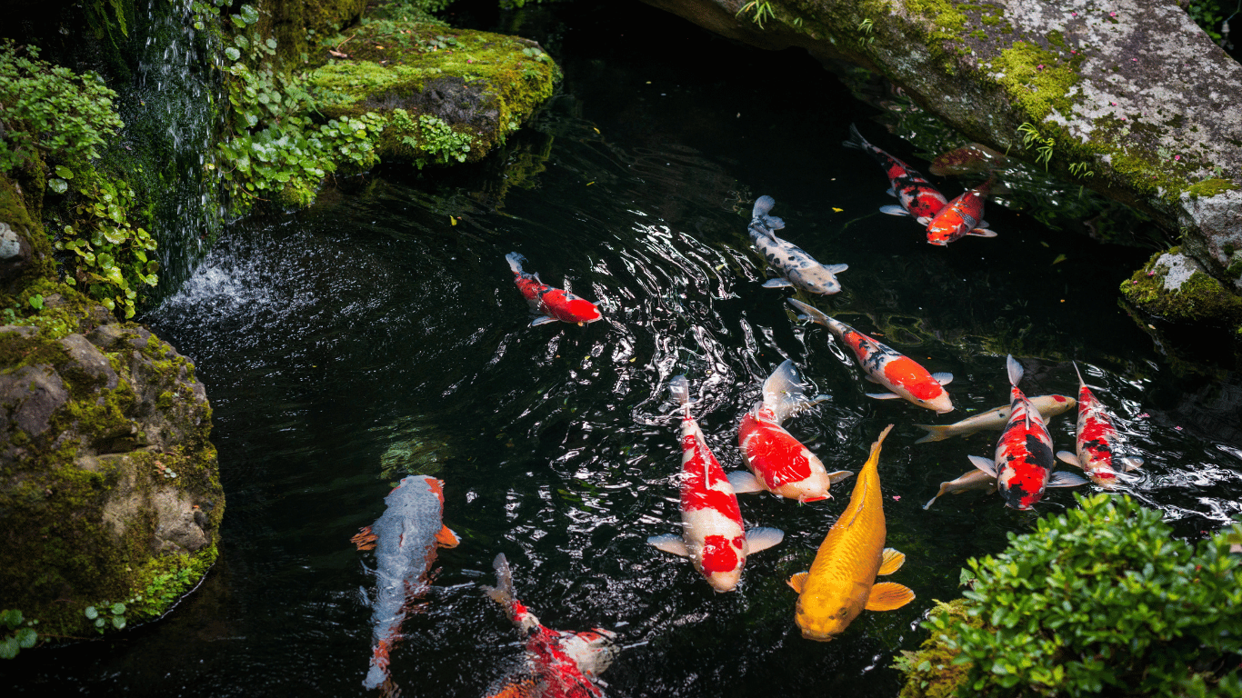 5 Tips Memilih Pompa Celup Kolam Ikan yang Tepat