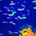 ikan hias warna warni