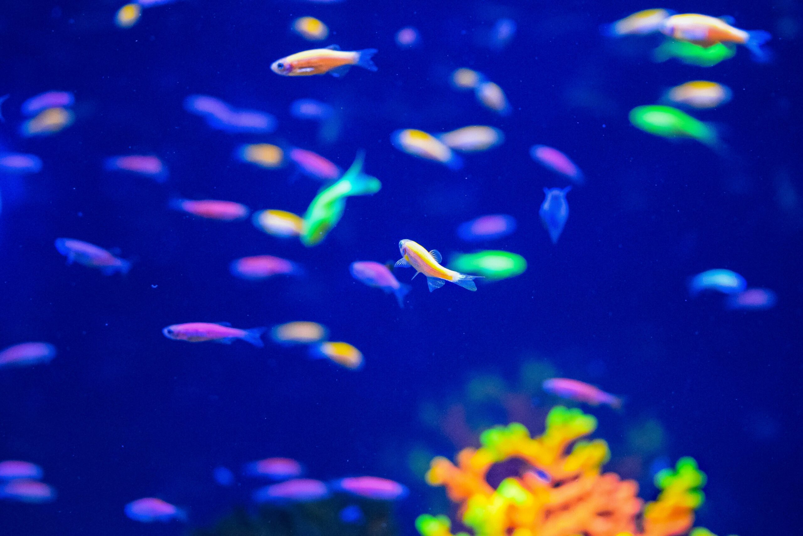 Ikan Hias Warna Warni Cetar Membahana , GloFish!