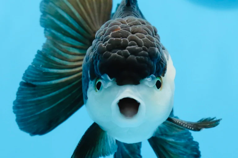 Harga Ikan Mas Koki Panda di Pasaran