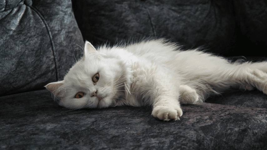 Perawatan pada Kucing Brachycephalic