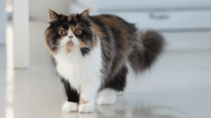 Perbandingan Peaknose Flatnose dan Medium