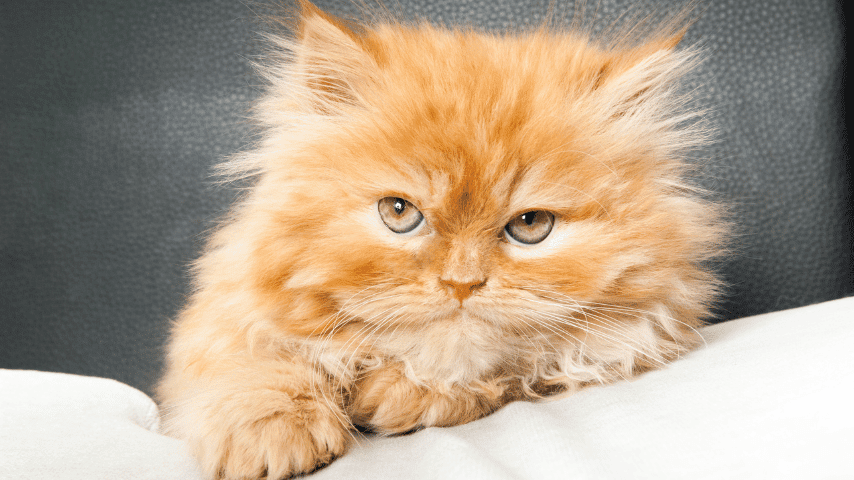 Apa Itu Kucing Persia? Panduan Lengkap Ras, Sifat, Perawatan, dan Kesehatannya