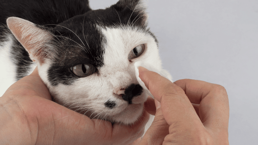 Mengatasi Tear Stains pada Kucing Persia: Panduan Pembersihan dan Pencegahan