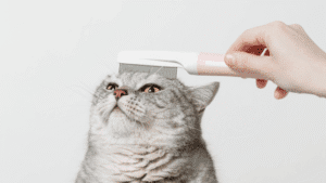 merawat bulu kucing persia