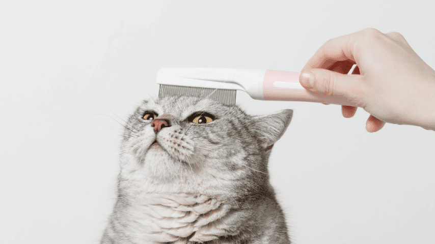 7 Langkah Rutin Perawatan Bulu Kucing Persia Agar Tidak Matting