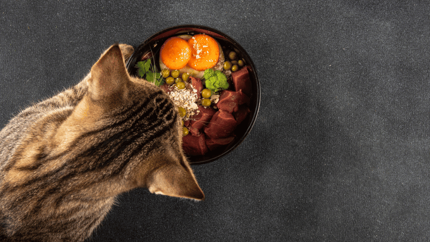 Suplemen Wajib untuk Kucing Persia: Minyak Ikan, Vitamin, dan Probiotik