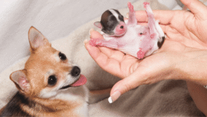 ciri ciri anjing melahirkan