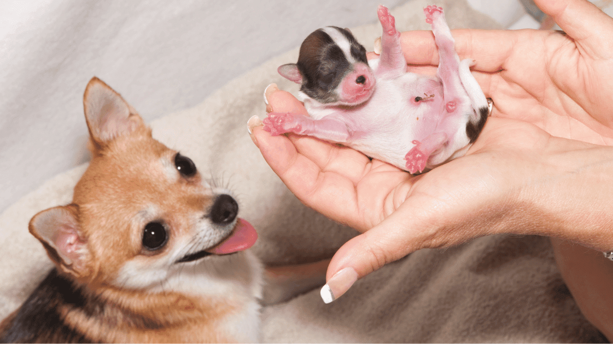 ciri ciri anjing melahirkan