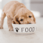 makanan anak anjing