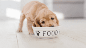 makanan anak anjing