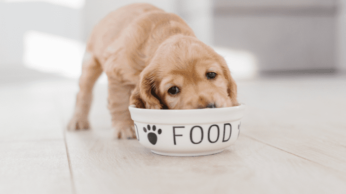 makanan anak anjing
