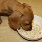 makanan anak anjing