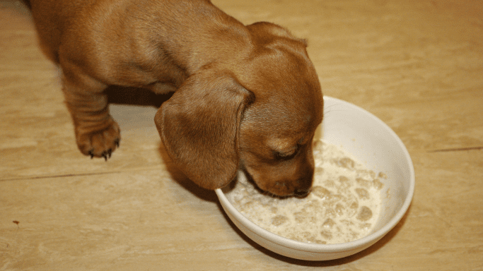 makanan anak anjing