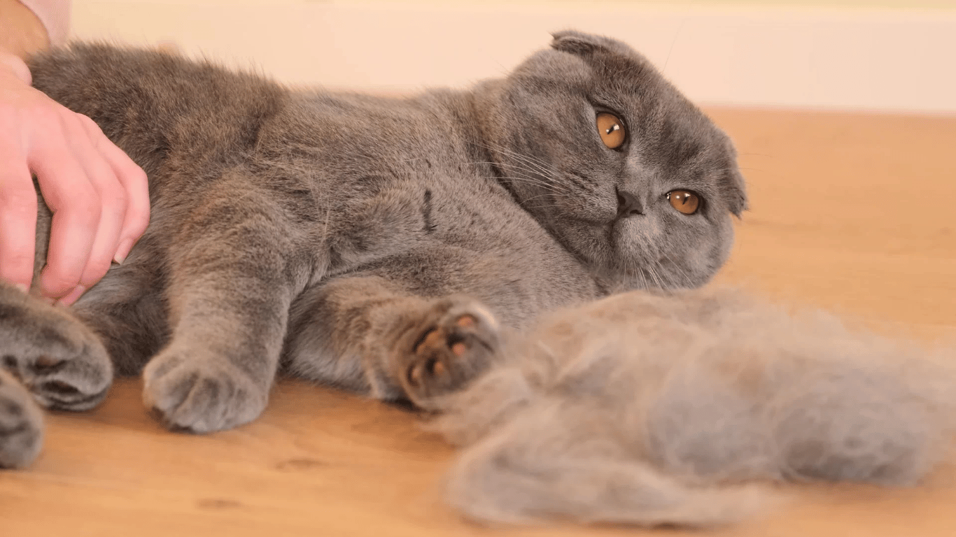 Makanan kucing agar bulu tidak rontok