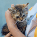 adopsi kucing pyupyu
