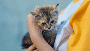 adopsi kucing pyupyu