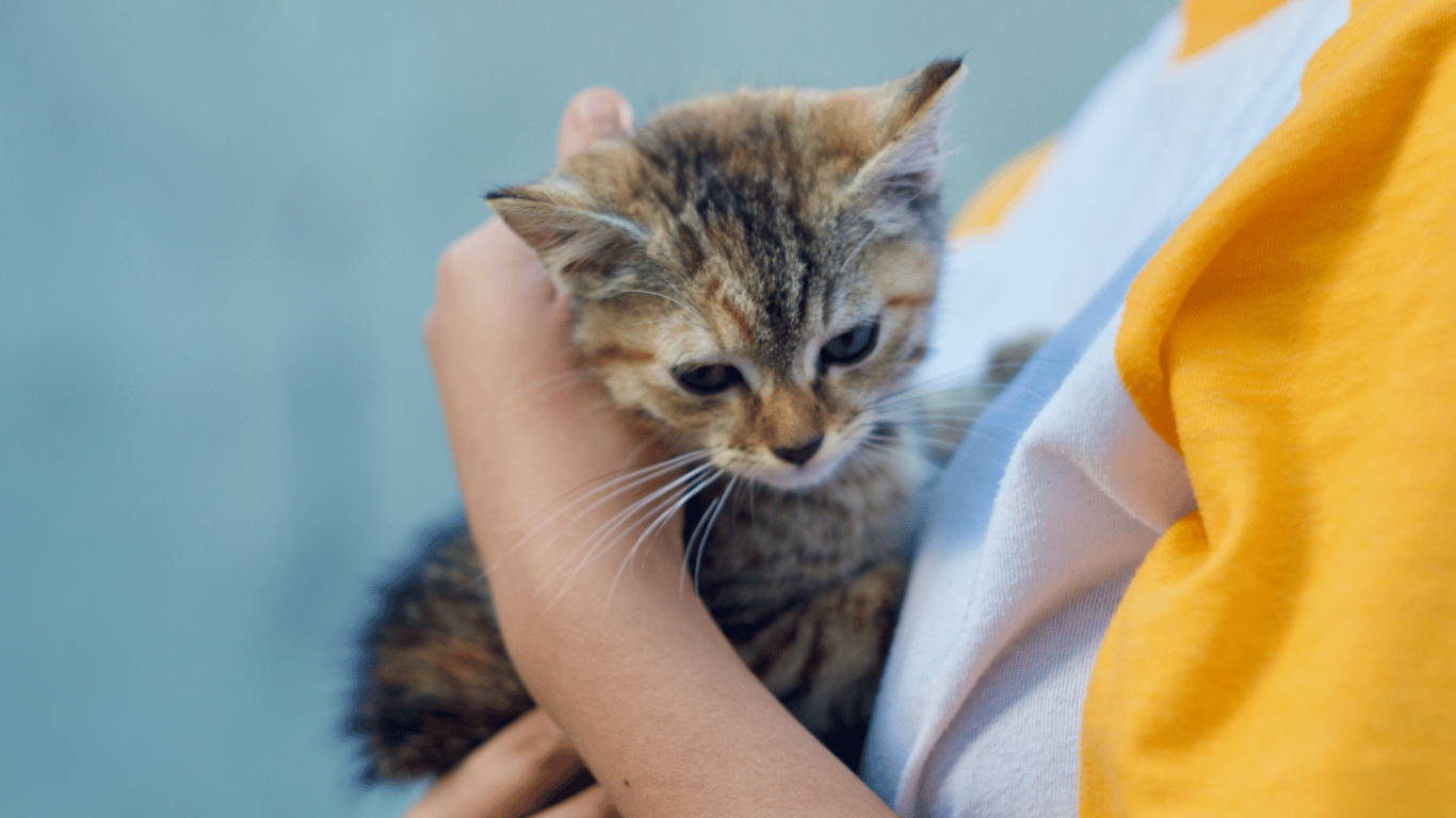 adopsi kucing pyupyu