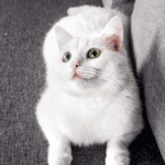 anak kucing anggora