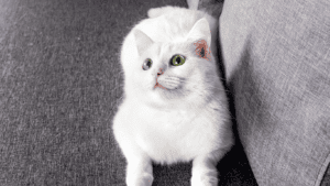 anak kucing anggora