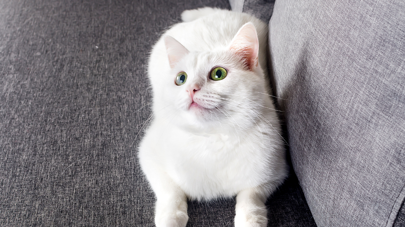 anak kucing anggora