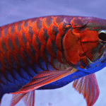 cara mengobati ikan hias yang sakit