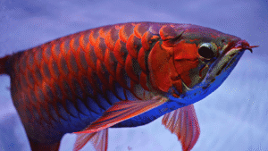 cara mengobati ikan hias yang sakit