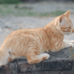 ciri kucing hamil