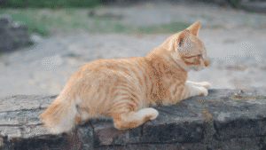 ciri kucing hamil