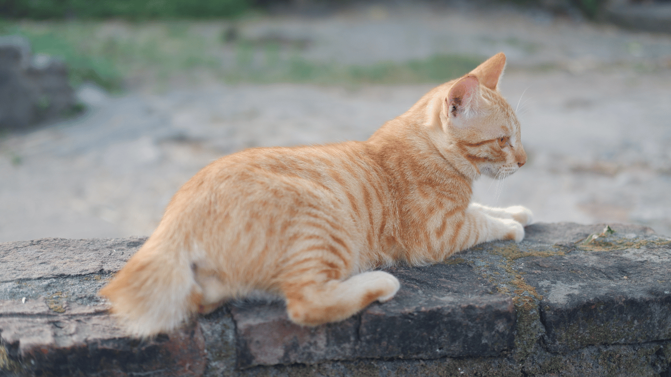 ciri kucing hamil