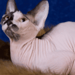 jenis kucing