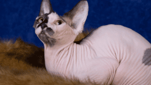 jenis kucing